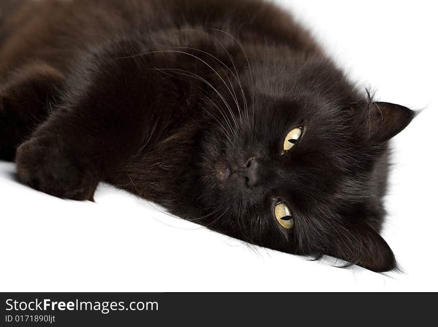 Black cat isolated on white