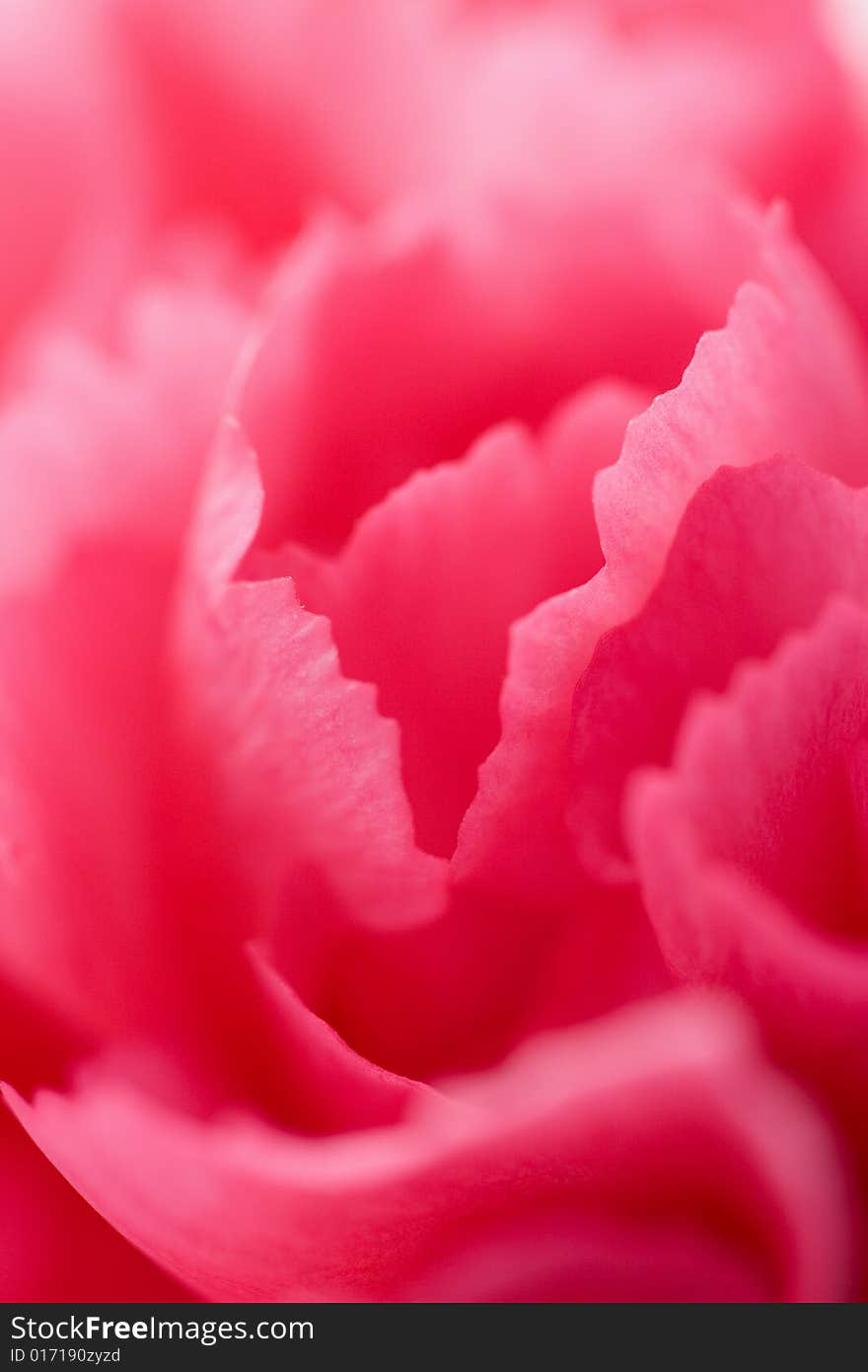 Carnation Flower Background