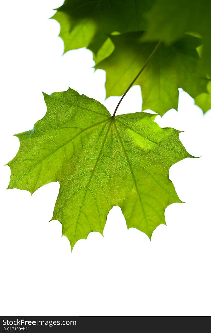 Maple leaves isolated