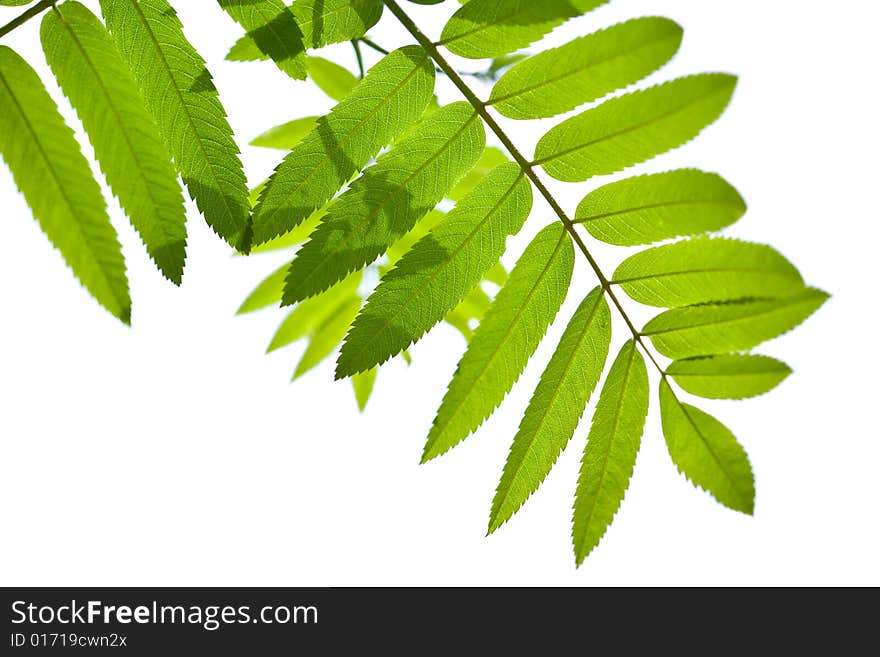 Rowan leaves isolated on white