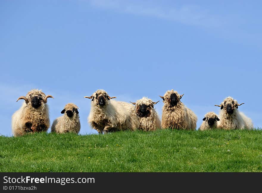 Seven rastafari-like sheep curiously looking down. Seven rastafari-like sheep curiously looking down