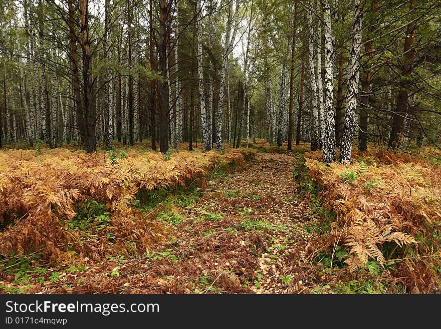 Road through autumn wood