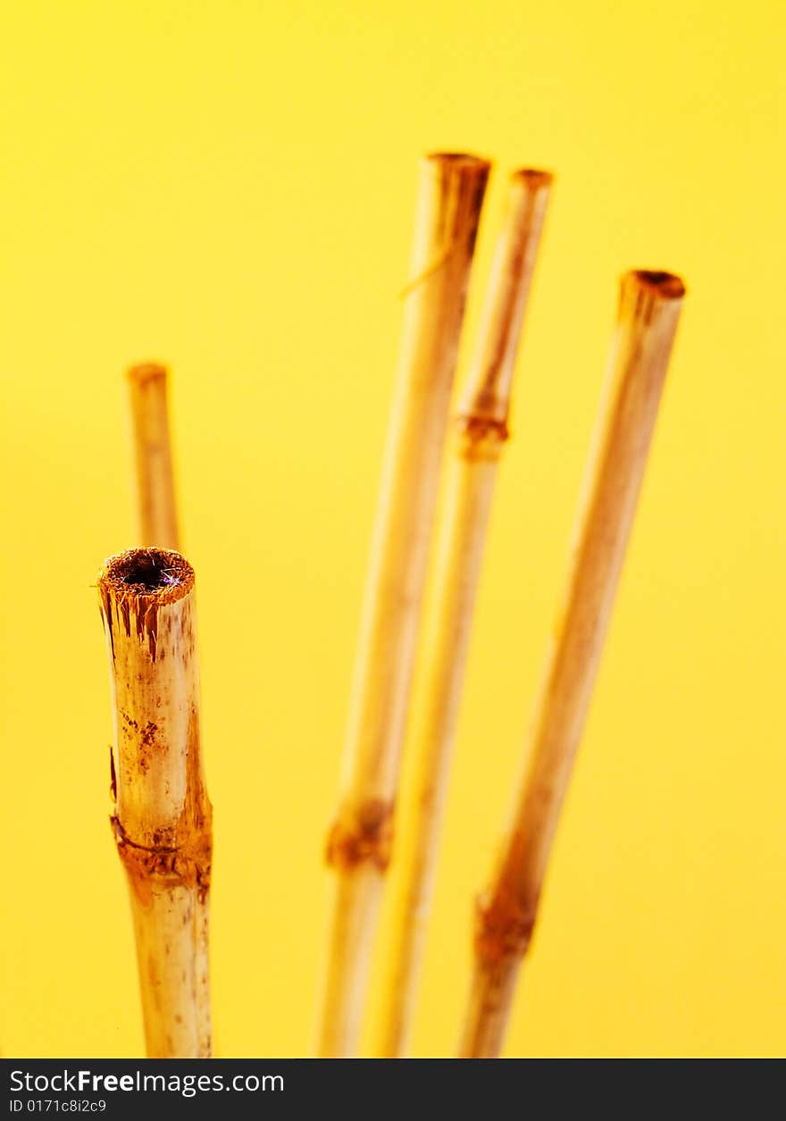 A bamboo composition with a yellow background and blurred bamboos in the distance. A bamboo composition with a yellow background and blurred bamboos in the distance.