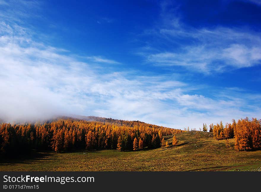 Deep autumn in Xinjiang,China.
forest and blue sky.