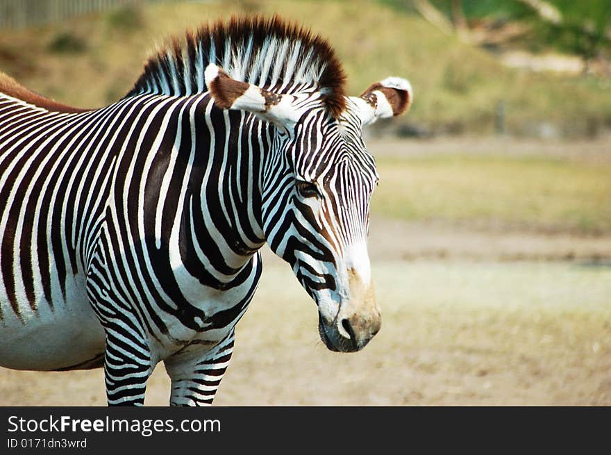 A tired zebra in a grassy landscape.