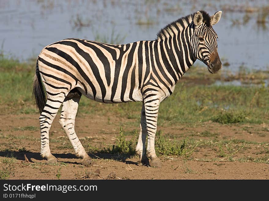 Burchells Zebra standing at the edge of Mankwe dam