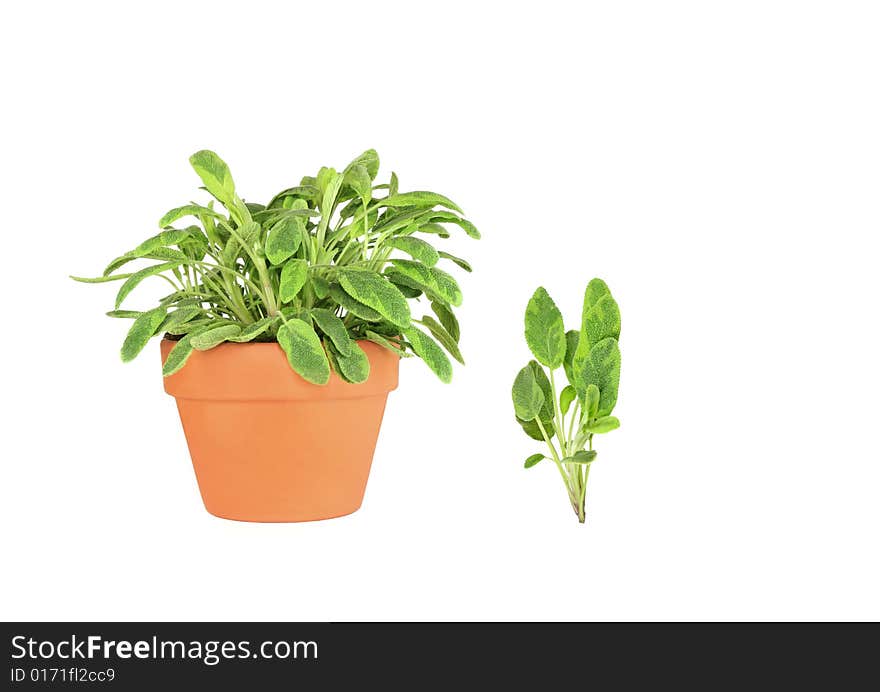 Sage herb growing in a terracotta pot with a specimen leaf sprig over white background.