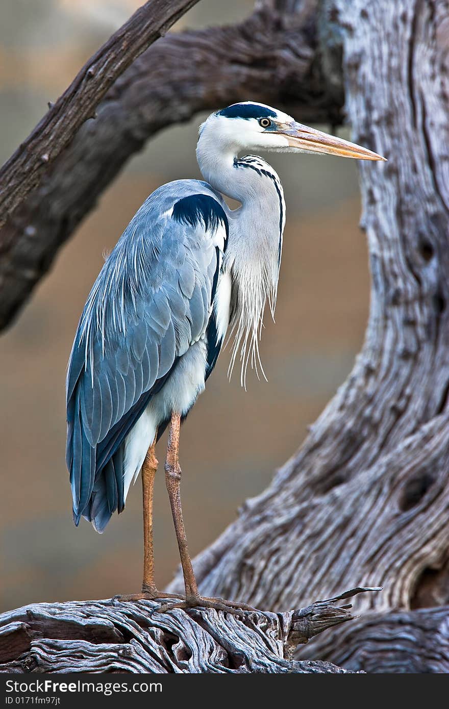 Grey Heron standing on tree. Grey Heron standing on tree