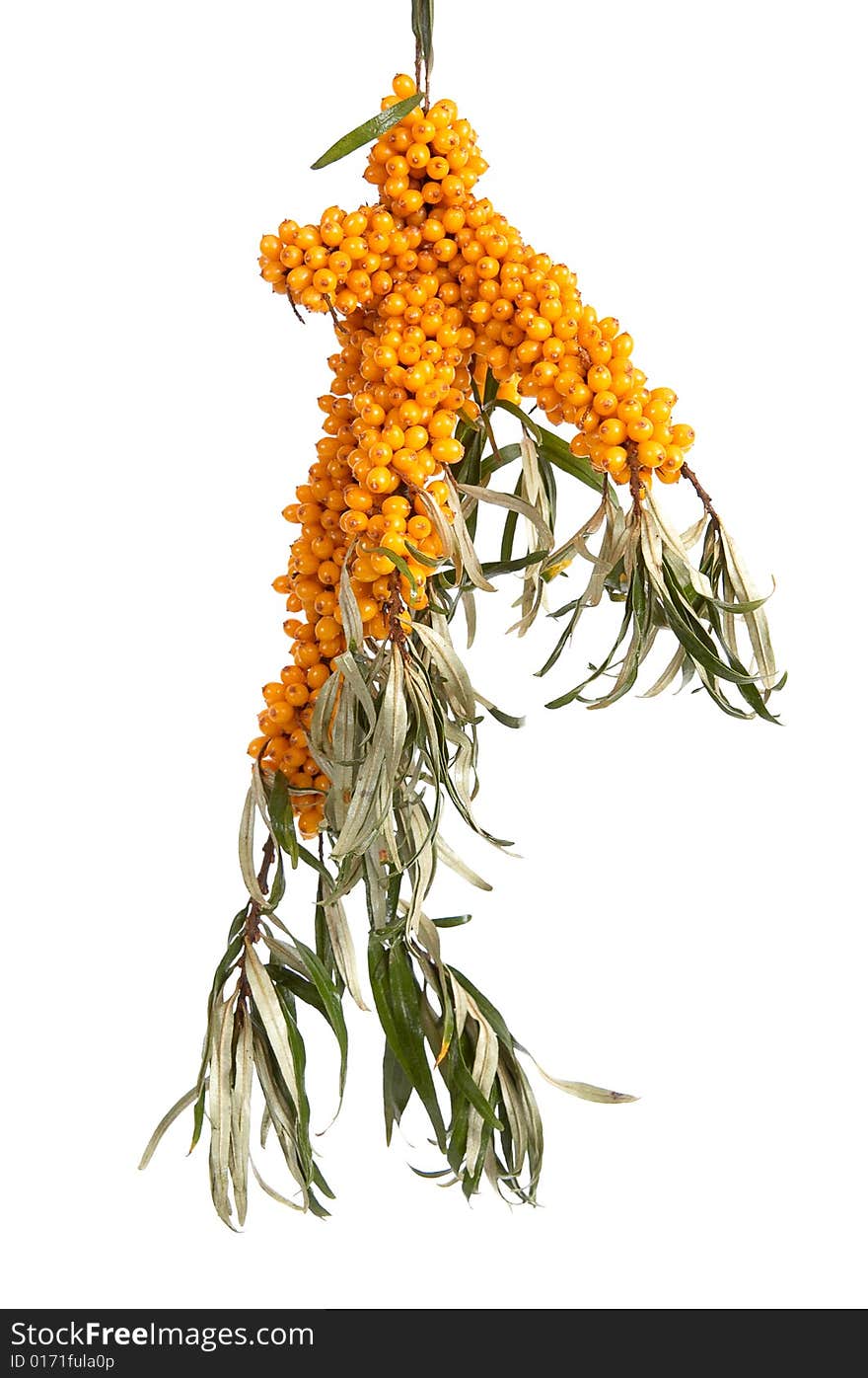 Sea-buckthorn isolated on a white background. Sea-buckthorn isolated on a white background.