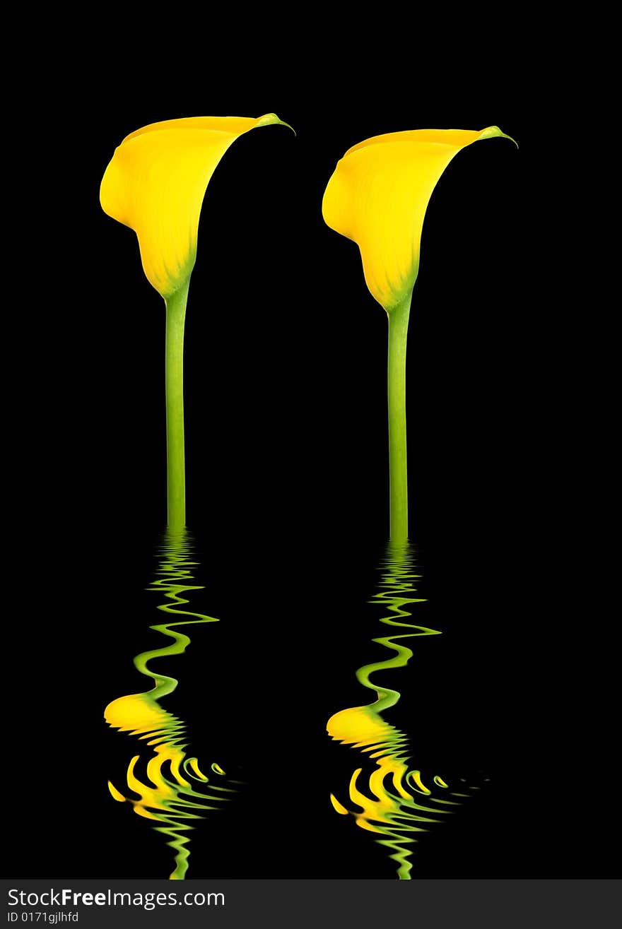 Abstract design of two yellow arum lily flowers with reflection over rippled water, over black background. Abstract design of two yellow arum lily flowers with reflection over rippled water, over black background.