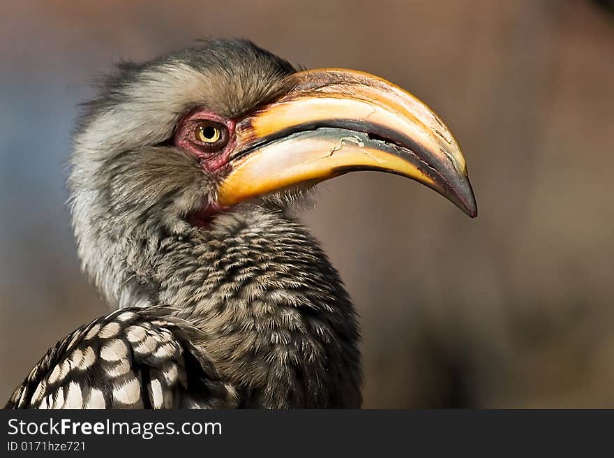 Southern Yellow billed Hornbill portrait