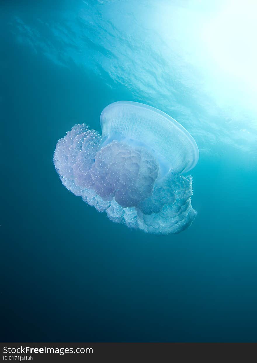 A Crown Jelly (Cephea cephea of the order Coronatae) drifts in mid water under the ocean. A Crown Jelly (Cephea cephea of the order Coronatae) drifts in mid water under the ocean