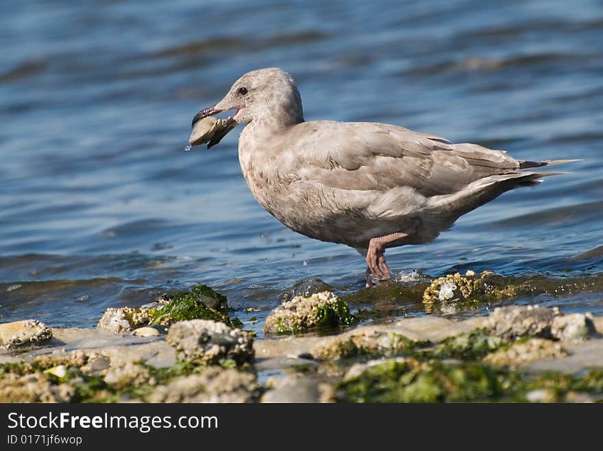 Seagull baby with clam wading out of the ocean