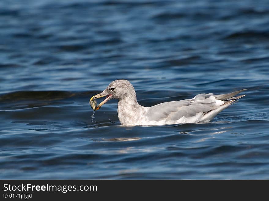 Seagull With Clam