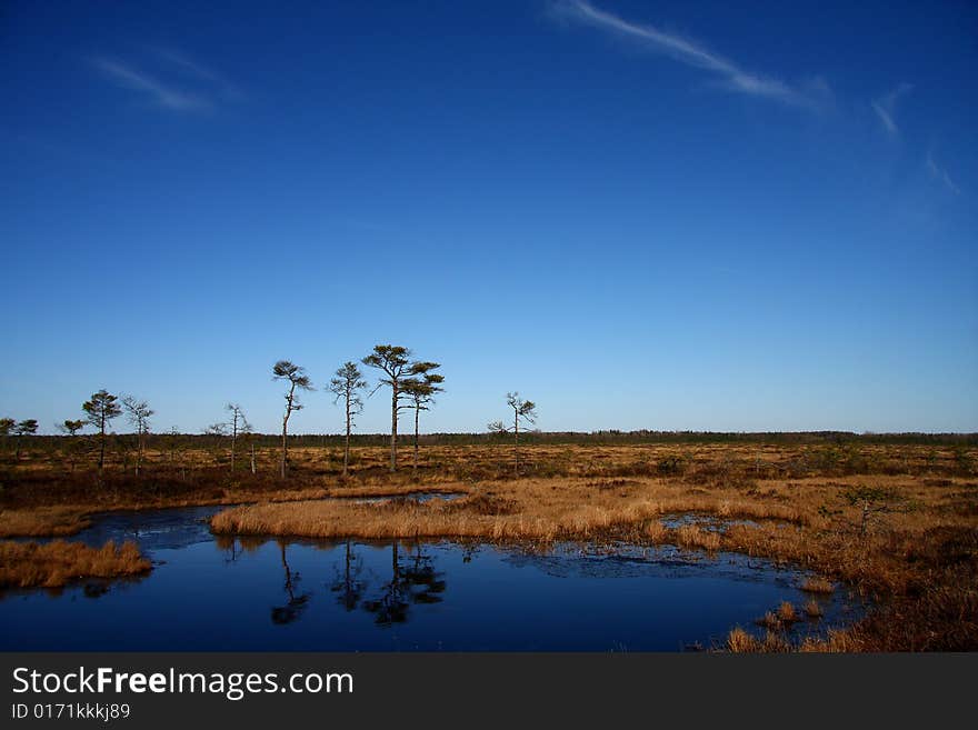 Spring in a marsh with blue sky