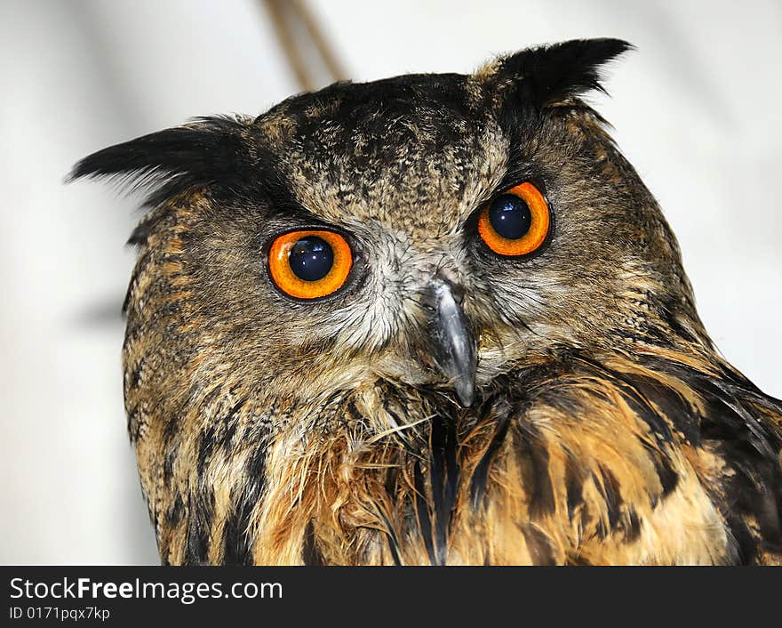 Great Horned Owl posing for a portrait