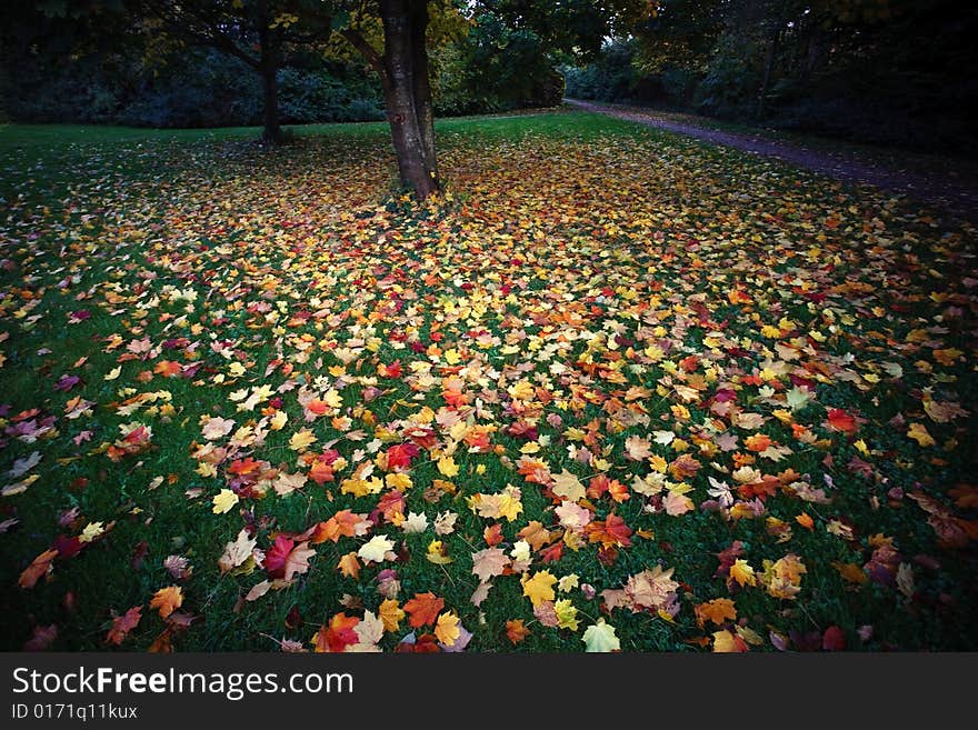 A beautiful autumn morning. The leaves looks so beautiful with the blue sky.