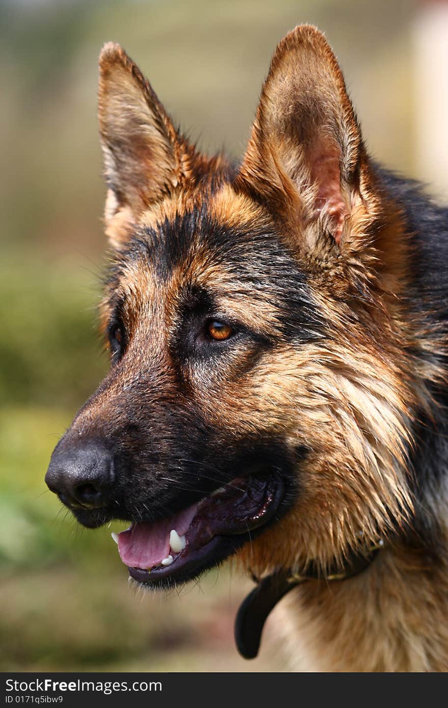 Portrait of Alsatiian Wolf dog in summer. Portrait of Alsatiian Wolf dog in summer