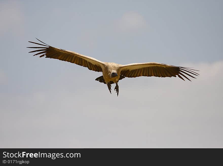 Big flying griffin in africa savana