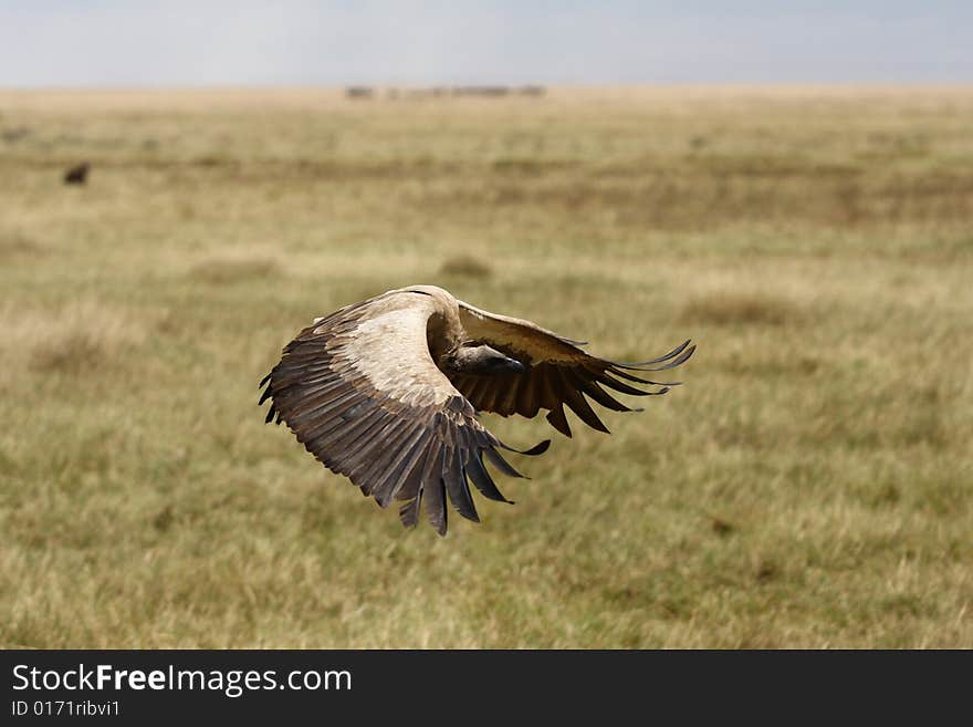 Flying griffin in Africa savana