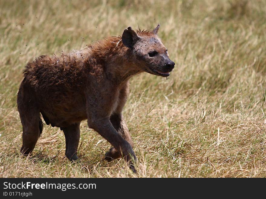 Bloody hyena walking in safari