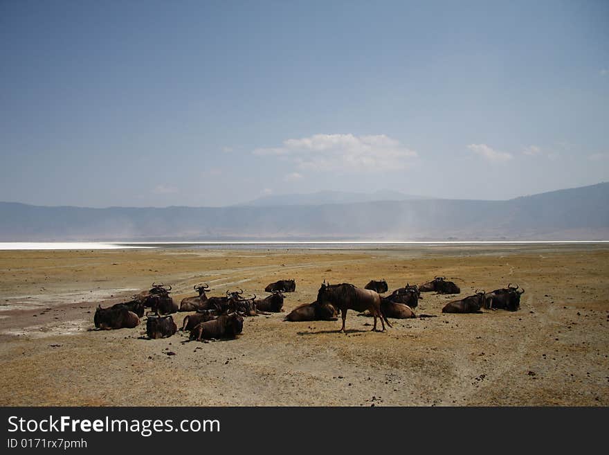 Gnu antelopes sleeping in safari