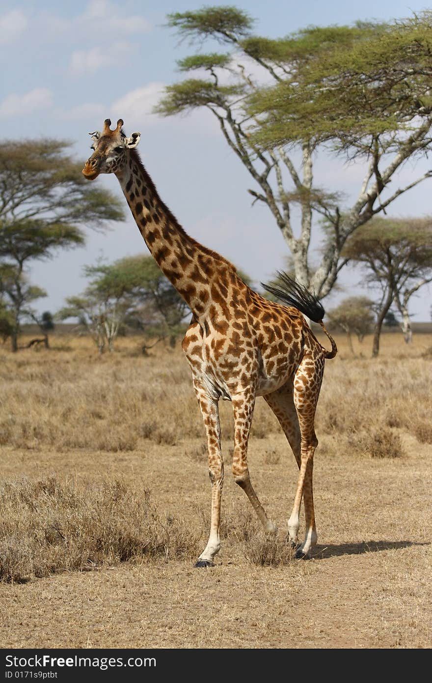 Giraffe walking in Africa savanna