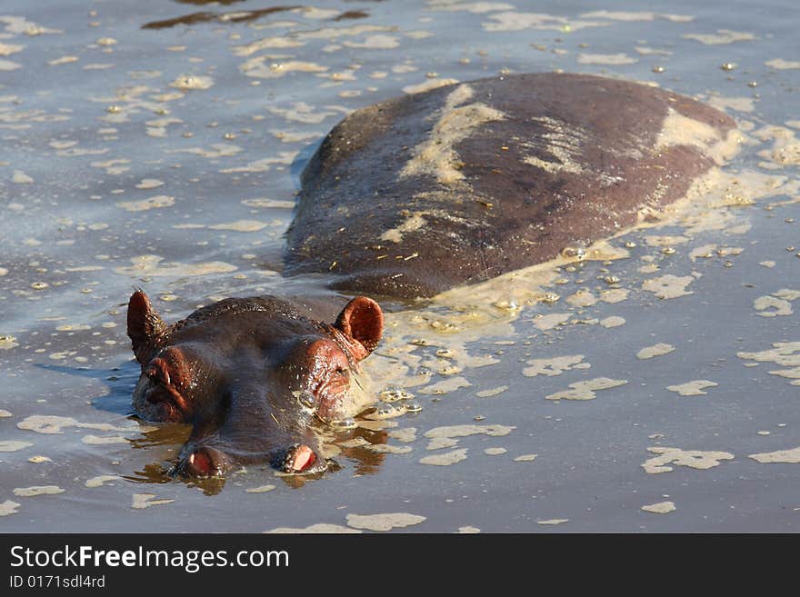 Swimming hippo in Africa river