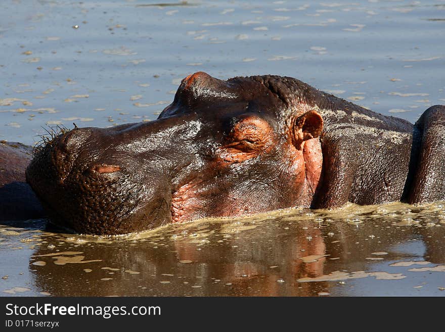 Sleeping hippo in Africa river