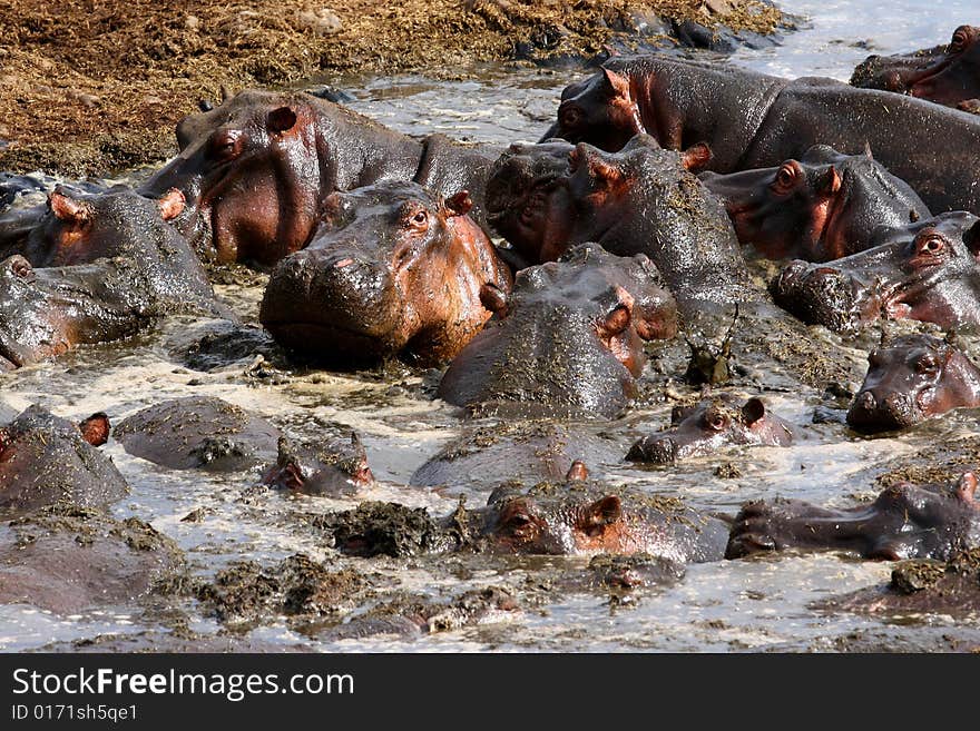 Many Hippos fighting with each other in water