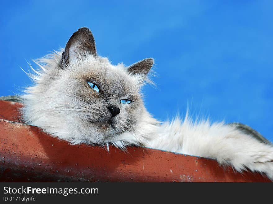 Lazy cat lying on the border of the roof