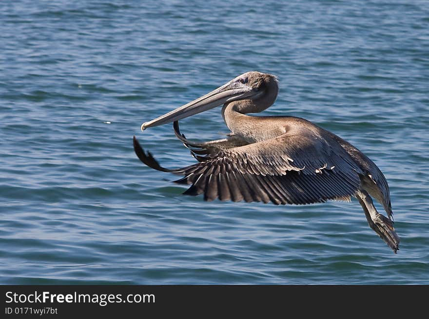 California Brown Pelican landing