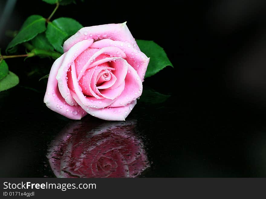 Single Rose with Water Drop on Black Background
