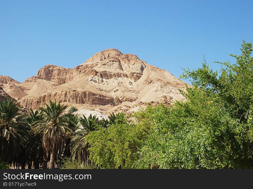 Green plants in the Yehuda Desert near the Dead Sea. Green plants in the Yehuda Desert near the Dead Sea