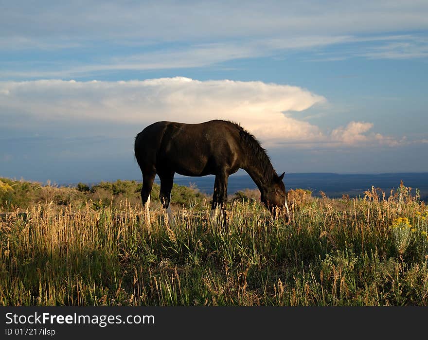 Grazing horse in summer sunset