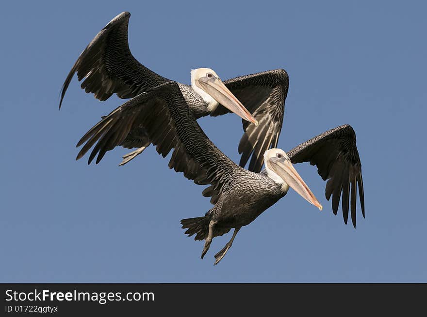 Brown Pelican