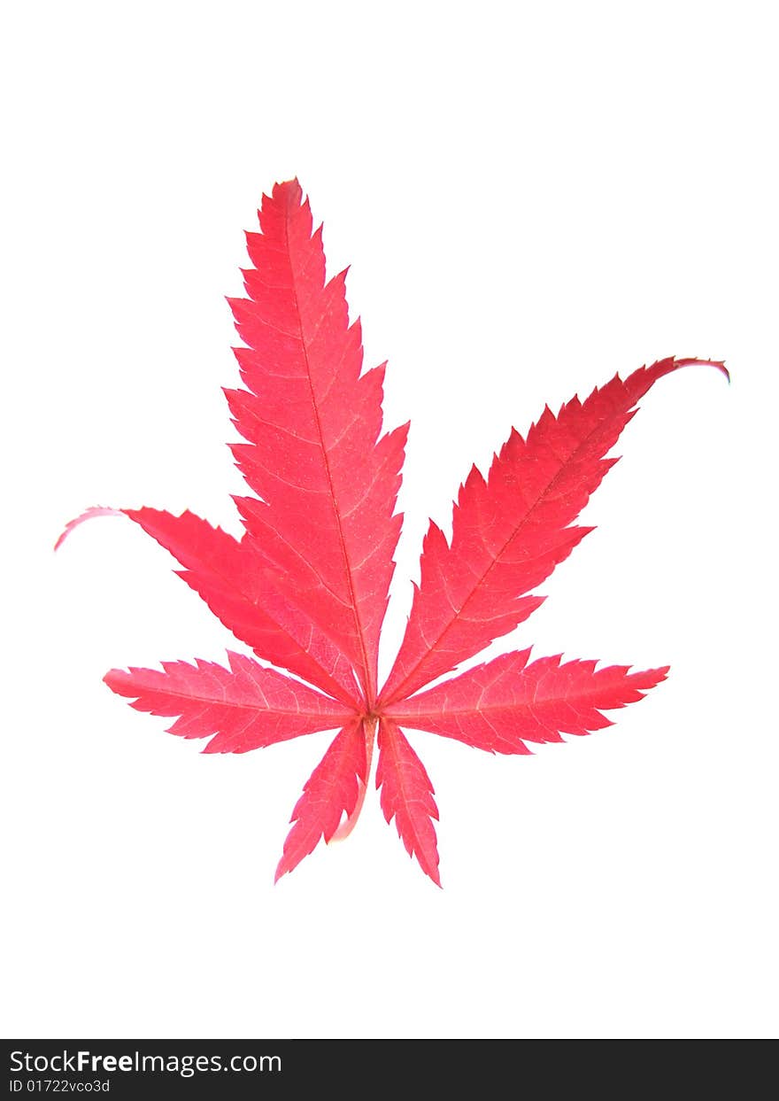 Red Leaf with white background