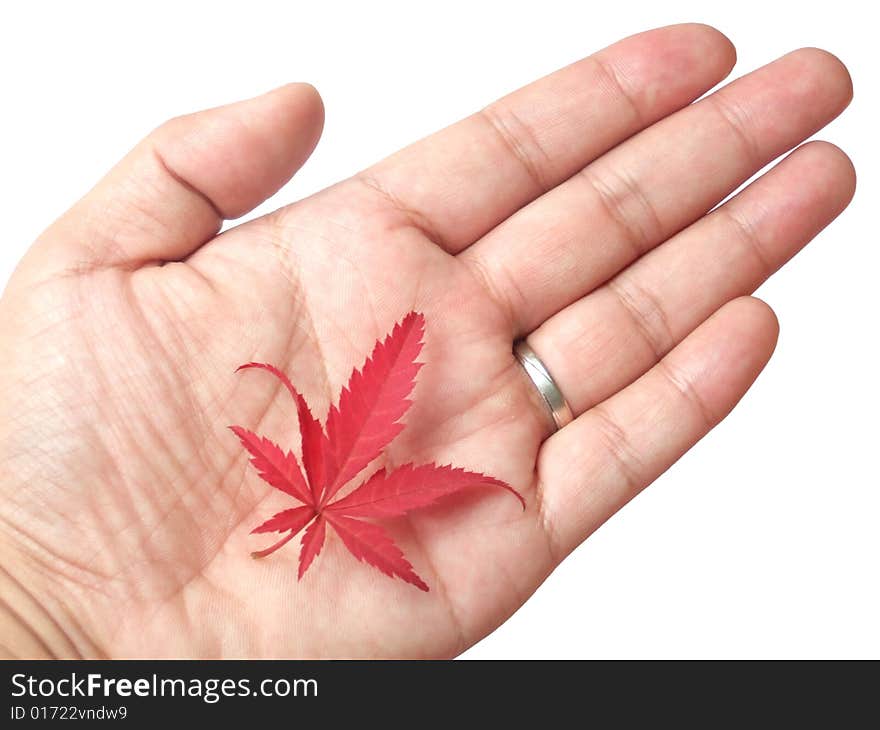 Red leaf in hand with white background