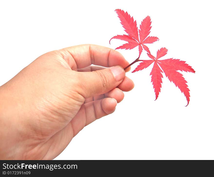 Red leaves in hand with white background