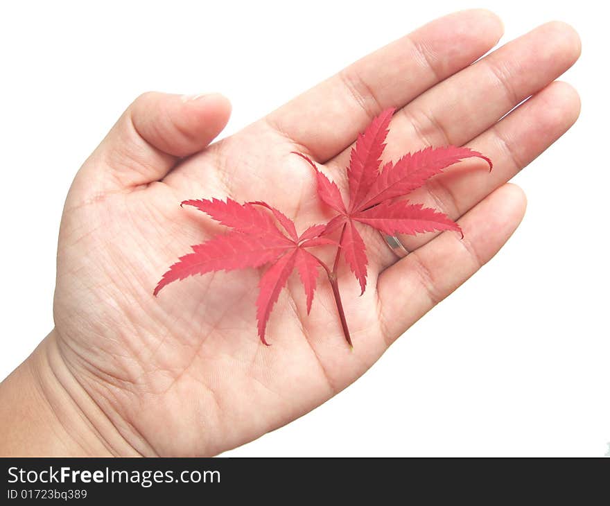 Red leaves in hand with white background