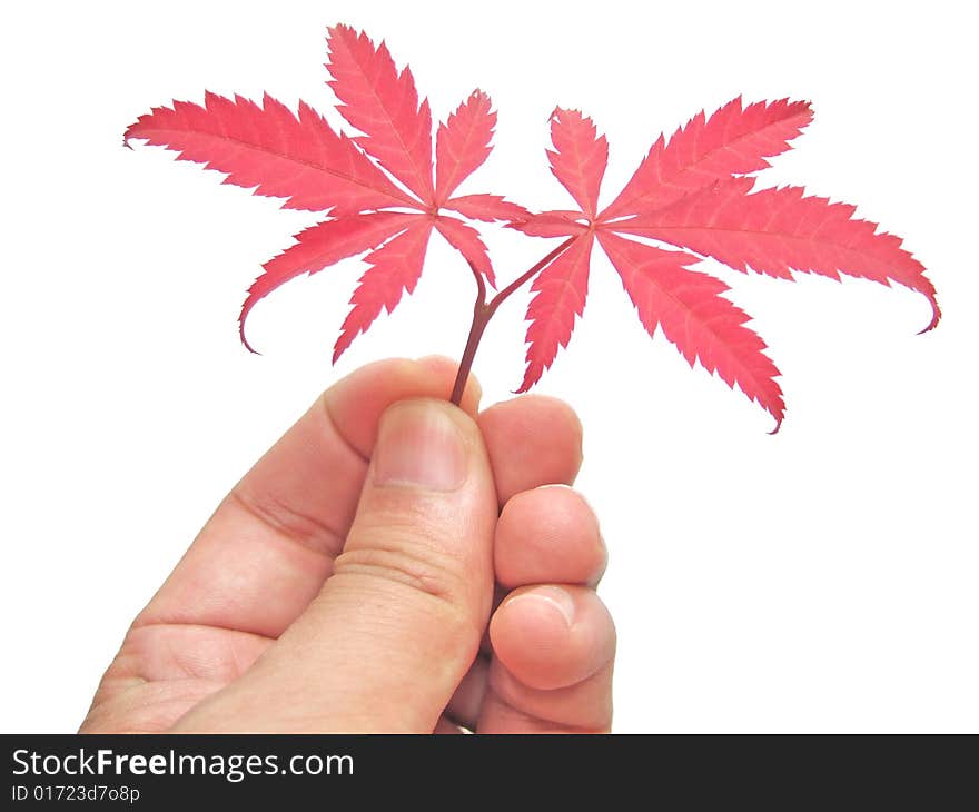 Red leaves in hand with white background