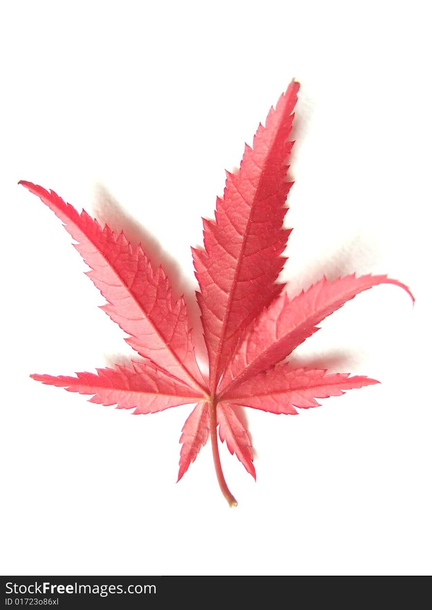 Red Leaf with white background