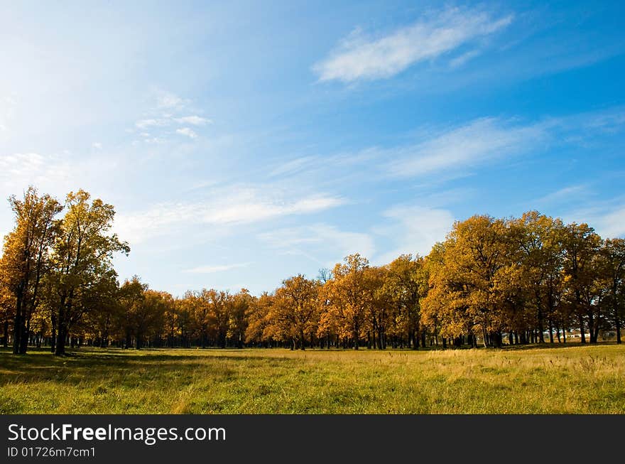 Autumn in the oak grove