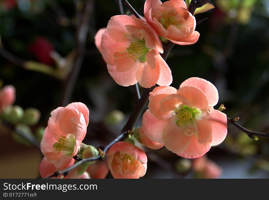 Beautiful wintersweet photoed by a garden indoor.