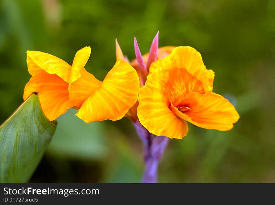 Yellow Canna