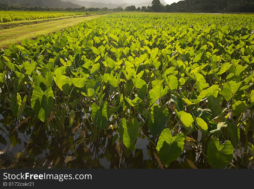 Hanalei Valley and Taro Fields