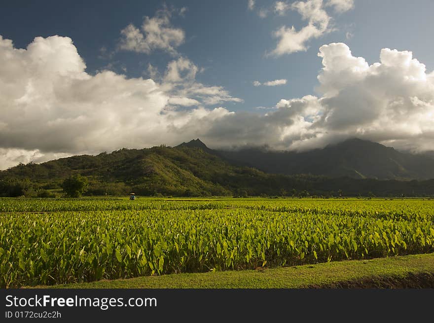 Hanalei Valley and Taro Fields