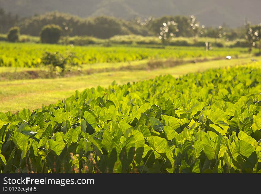 Hanalei Valley and Taro Fields