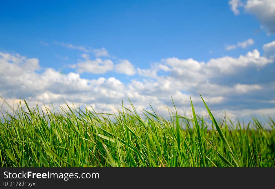 Green grass on  background of  sky, spring. Green grass on  background of  sky, spring