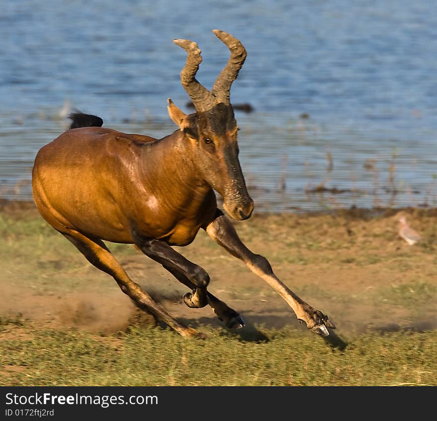 Tsessebe running towards viewer with water in the background